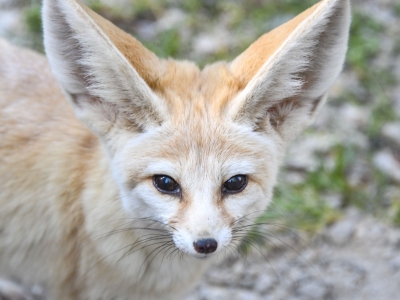Fennec fox - De Zonnegloed - Animal park - Animal refuge centre 
